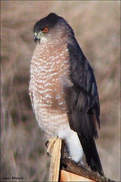 Cooper's hawk - Wikipedia