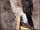Cooper's Hawk
