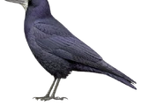 Rook
