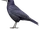 Rook
