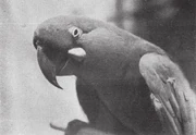 The last known live specimen of the Glaucous Macaw was exhibited in the Buenos Aire's Zoological Gardens in 1936.