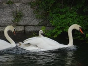 Swan family