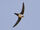 Alpine Swift