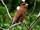 Broad-billed Roller