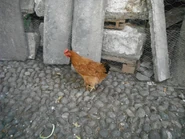 brown hen