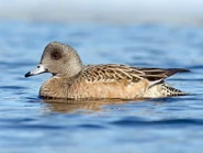 60017911-720px.jpg (41 KB) Female