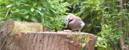 Eurasian Jay