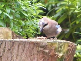 Eurasian Jay