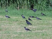a Carrion Crow among Hooded Crows in the Italian Alps.