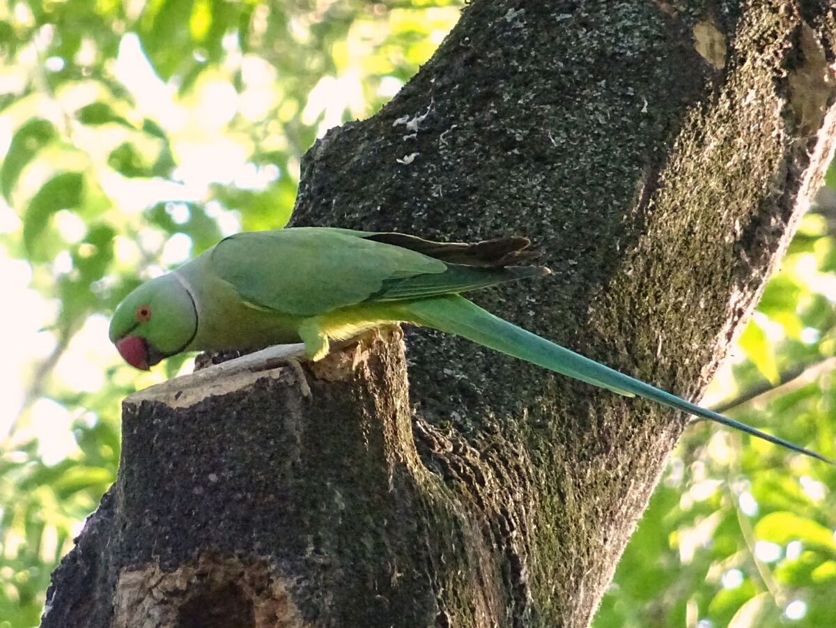Rose-ringed parakeet – Invasive Species South Africa