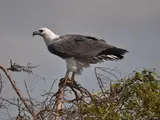 White-bellied Sea Eagle