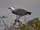 White-bellied Sea Eagle