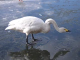 Whooper Swan
