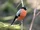 European Bullfinch.jpg