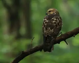Broad-Winged Hawk