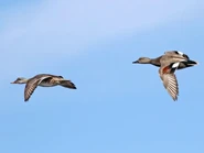 Male and female in flight.
