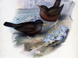 Lord Howe Thrush