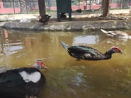 Different individuals in a farm enclosure