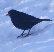 Male in the snow.