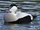 Eider