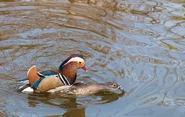 Mating Mandarin Ducks.jpg (3.55 MB)