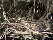 Nest with eggs.