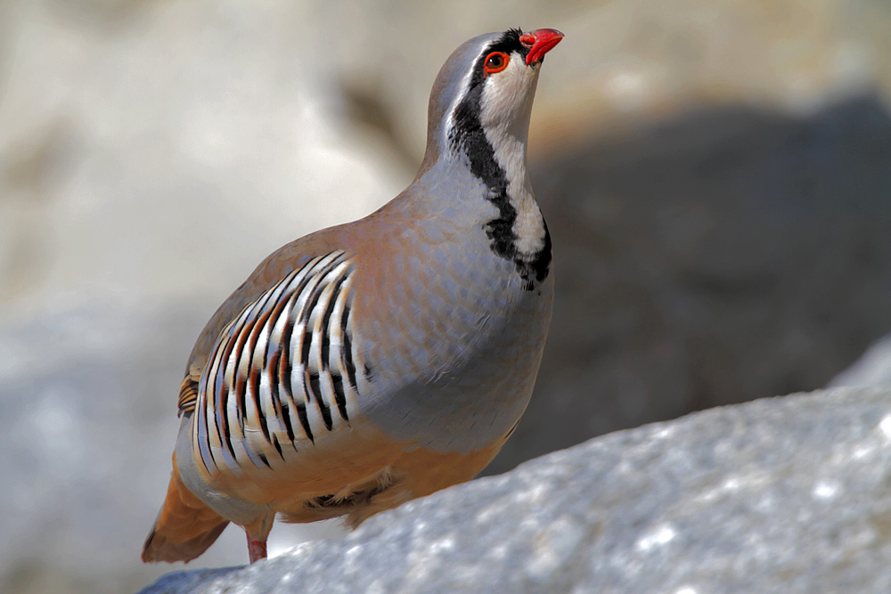 Green-legged Partridge - Wikipedia