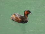 Little Grebe