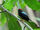 Lance-tailed Manakin