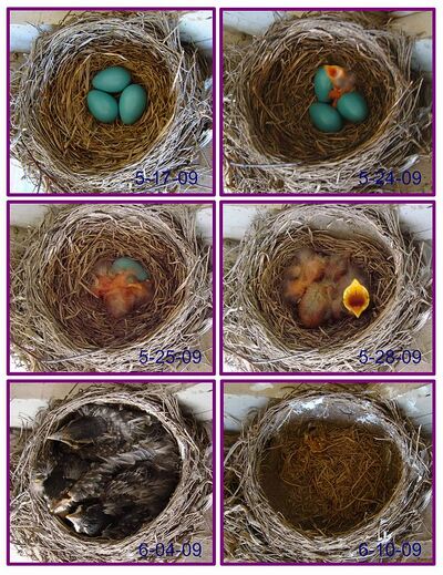 What Are the Stages of Life for a Baby Blue Jay?