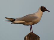 Gull at the delta june 2021