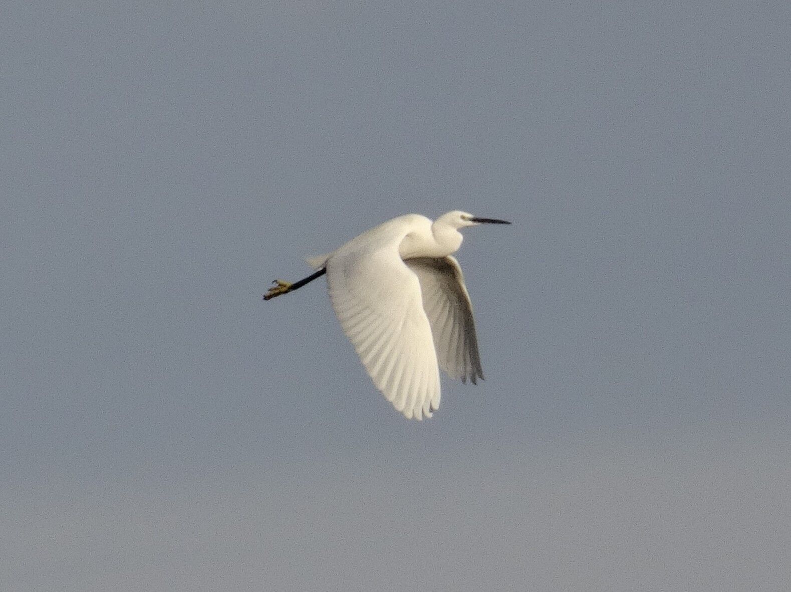 Little Egret, Birds Wiki