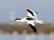 Adult in flight.
