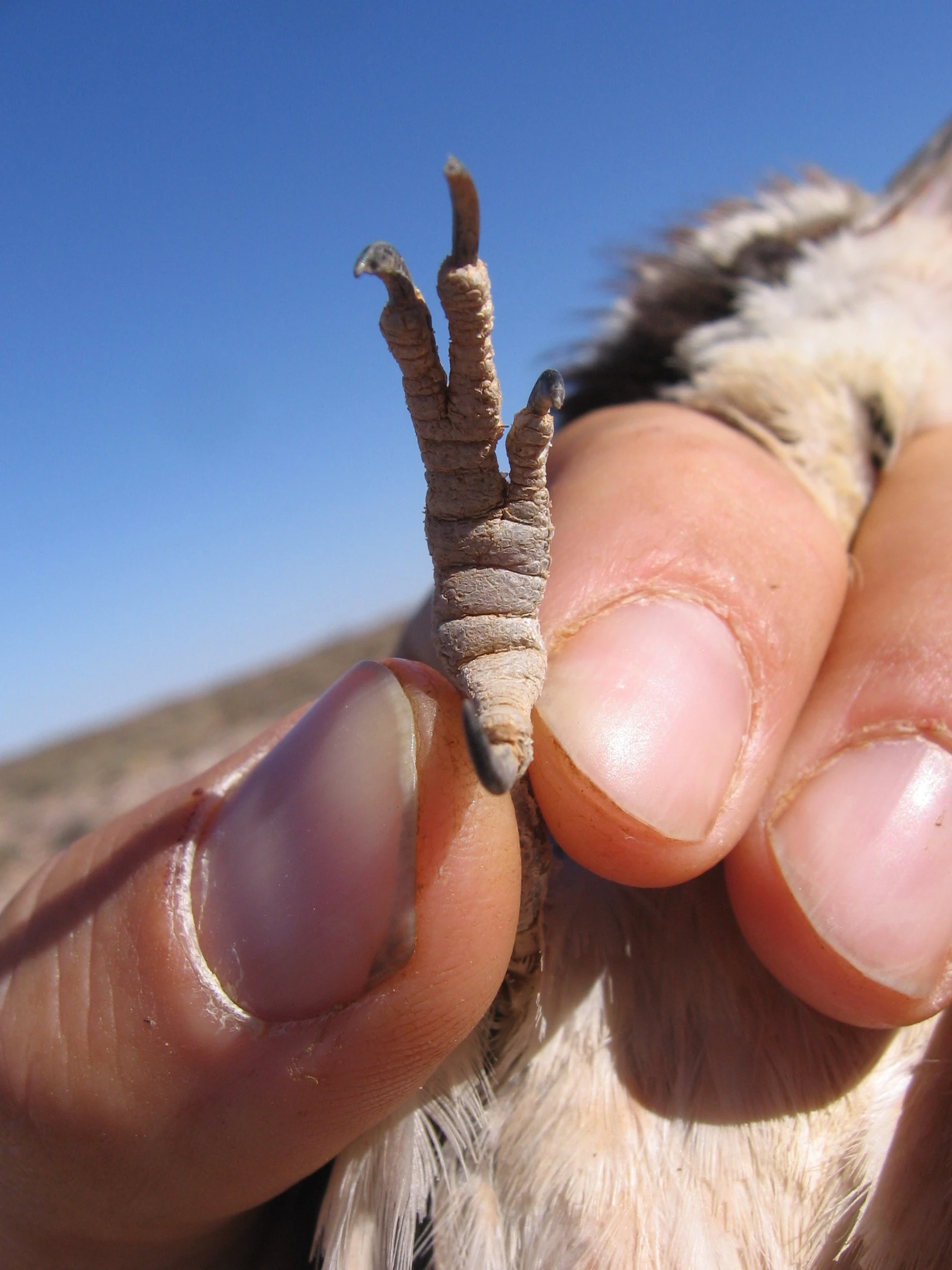 How Many Toes Does a Perching Bird Have: Surprising Facts Revealed