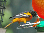 an Oriole at a feeder.