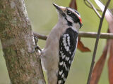 Downy Woodpecker