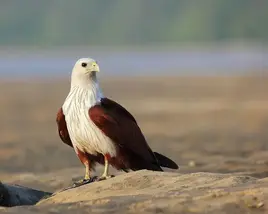 Brahminy Kite