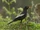 Grey-winged Blackbird