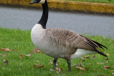 Canada goose 90 90km sale