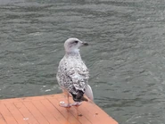 IMG 20190725 142950.jpg (995 KB) First summer bird