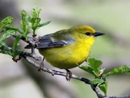 Adult female