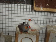 Wild morph and white mutation.