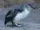 Little Penguin