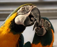 Macaw Smooch.jpg (131 KB) A Blue-and-Gold Macaw (left) and a Blue-throated Macaw (right)