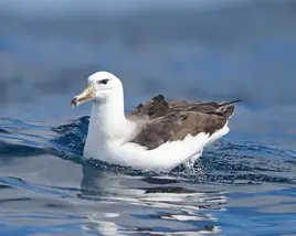 Black-Browed Albatross