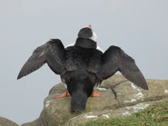 The wings of the Atlantic Puffin are used both for flying and swimming.