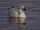 Snow Goose