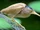 Yellow Bittern