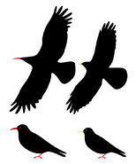 Chough (left), Alpine Chough (right)