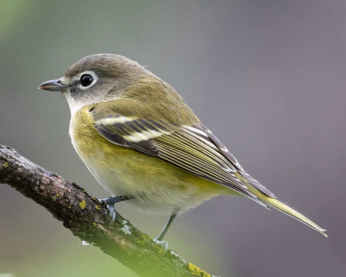 VIREO Bird Photos